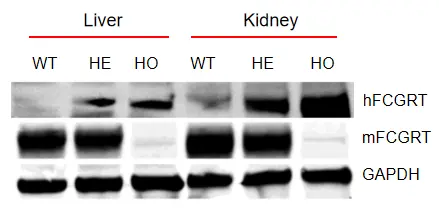 Validation of hFCGRT and mFCGRT expression in humanized Fcgrt mice by WB-��ģ����