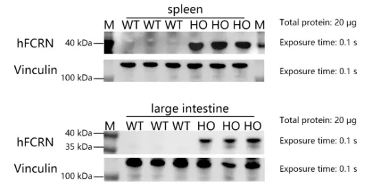 Detection of FCRN expression in hFCRN(2) mice by WB-��ģ����